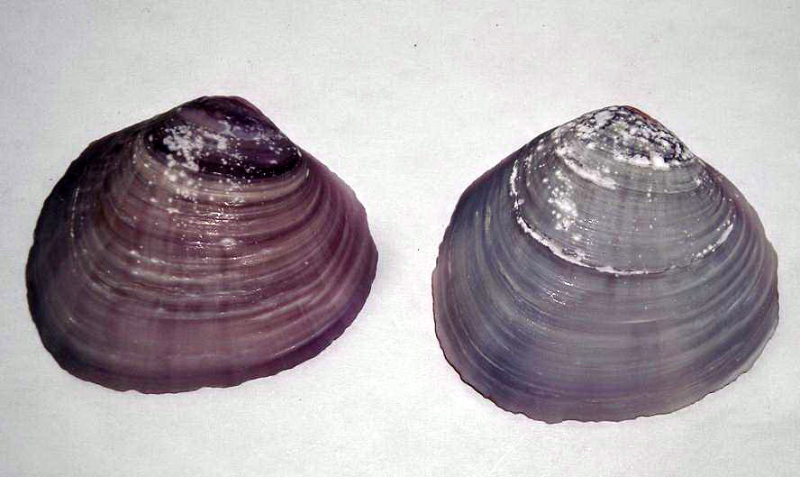 Identificazione molluschi